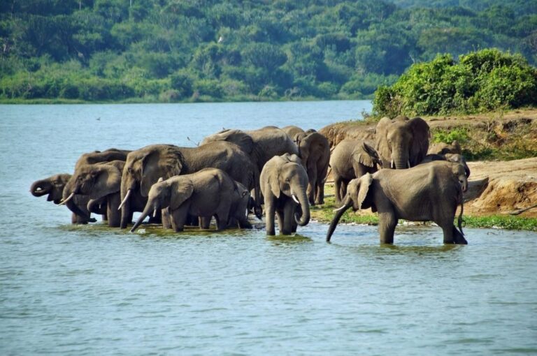 1. 3-Day Uganda Safari to Queen Elizabeth National Park