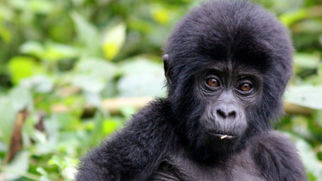 10. gorilla-tracking-bwindi-uganda