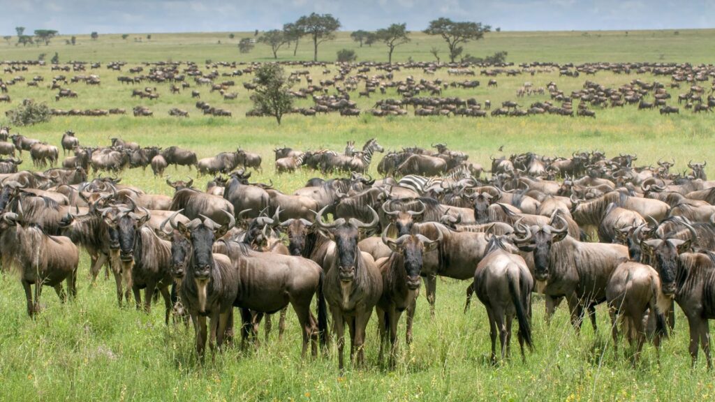 11. serengeti-wildebeest-safari