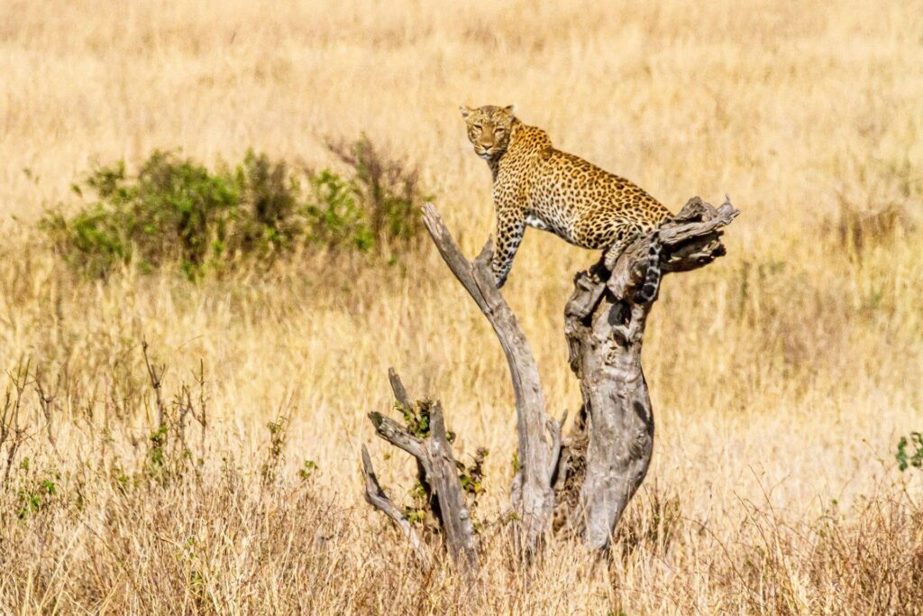15. kidepo-valley-national-park-leopard