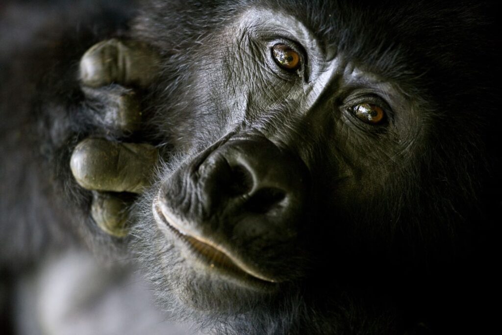2. gorilla-in-Bwindi-Impenetrable-National-park