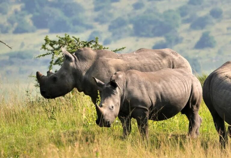 2. rhino-tracking-in-akagera-national-park-rwanda
