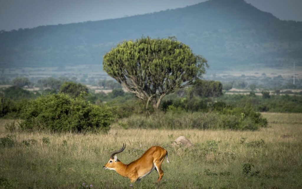 3. Best Time to Visit Akagera National Park in Rwanda
