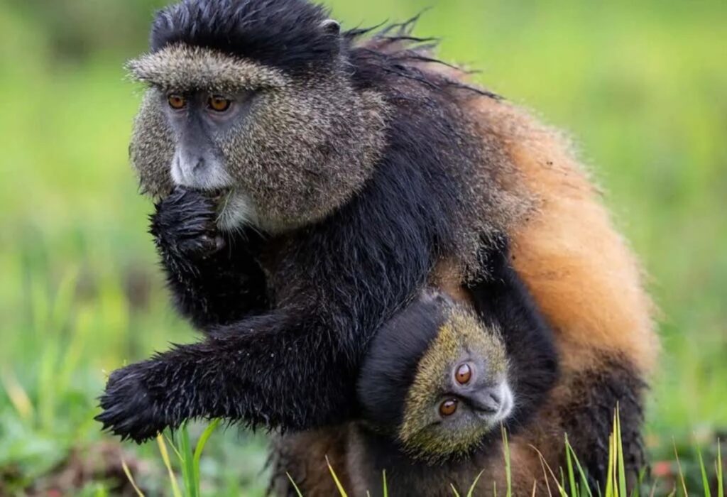 4. Golden-monkeys-in-Volcanoes-National-Park-Rwanda