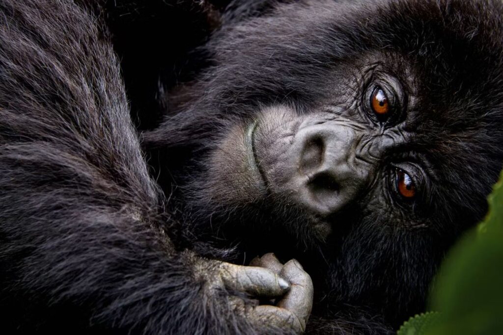 4. Rwanda-gorilla-trekking-volcanoes-national-park