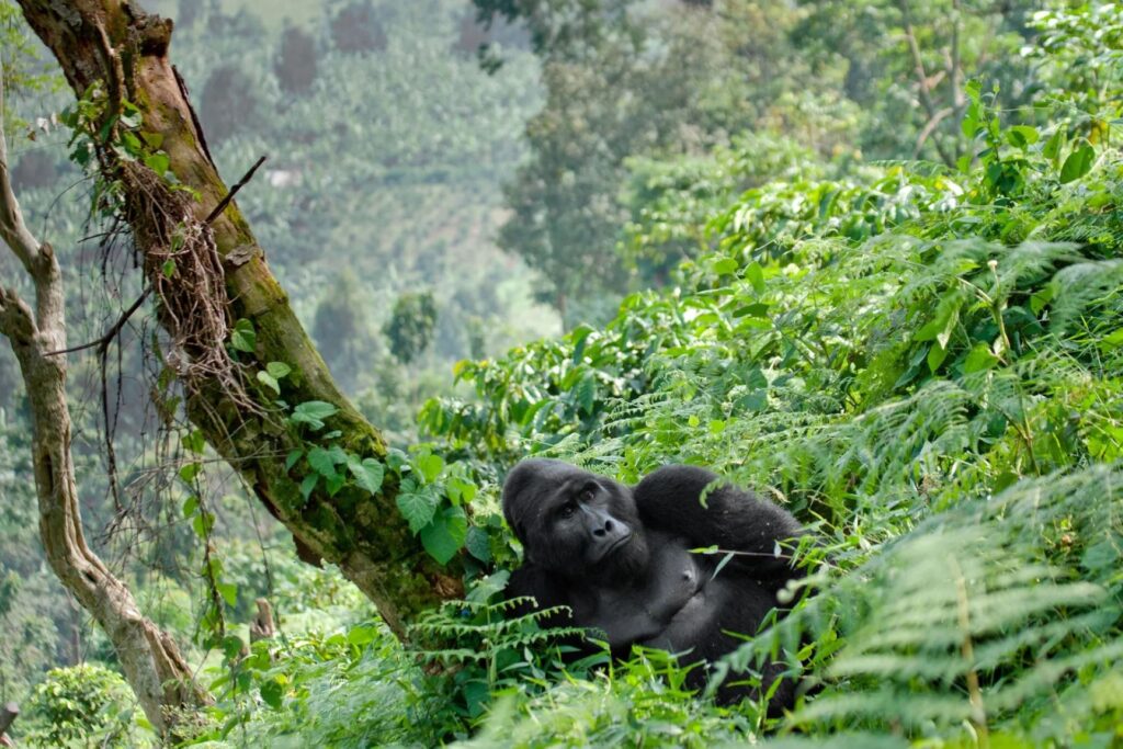 5. Best Time to Visit Bwindi Impenetrable National Park