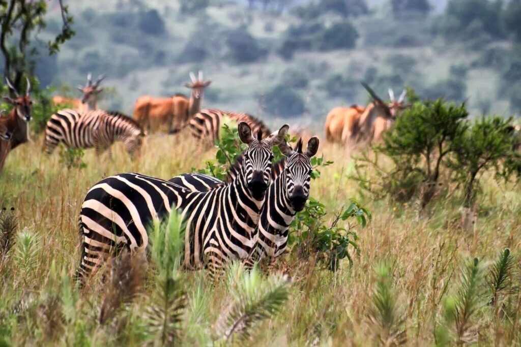 6. Akagera-National-Park-safari-tour
