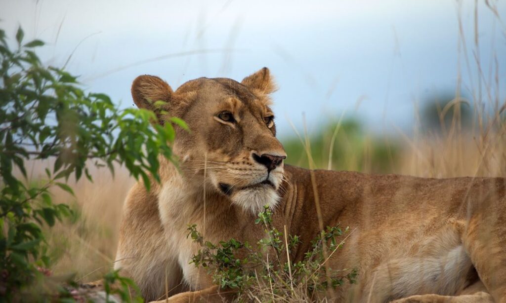 7. Murchison-Falls-National-Park-Uganda-Safari-Tour-Destinations