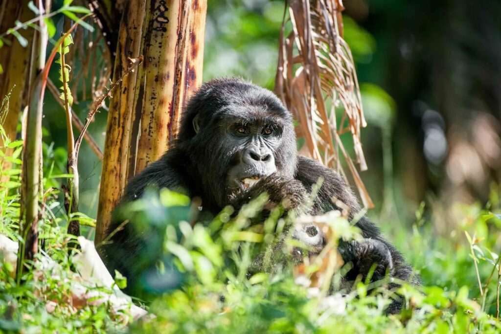 7. mountain-gorilla-trekking-in-bwindi-forest-uganda