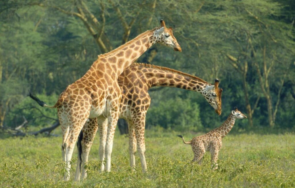 8. Rothschilds-Giraffes-Murchison-national-park