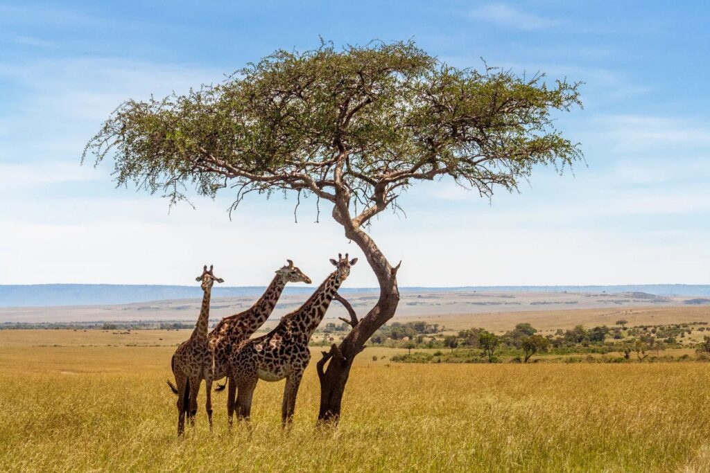 9. Masai-mara-national-reserve-kenya