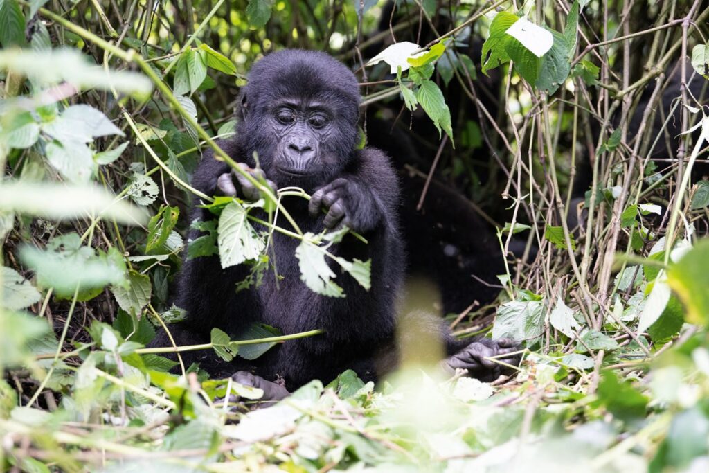 9. uganda-gorilla-tracking-tour-bwindi-forest