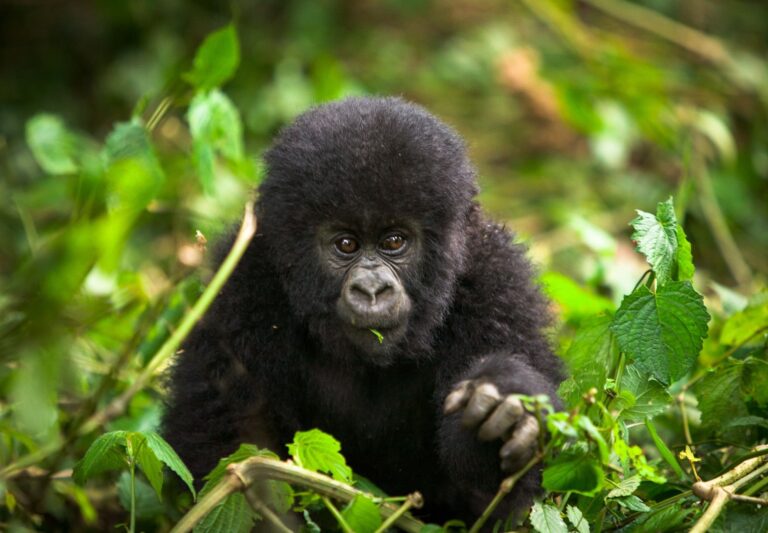 Best Time to Go Gorilla Trekking in Uganda, Rwanda & Congo (Month-by-Month Guide)