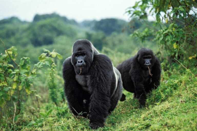 Mgahinga Gorilla National Park