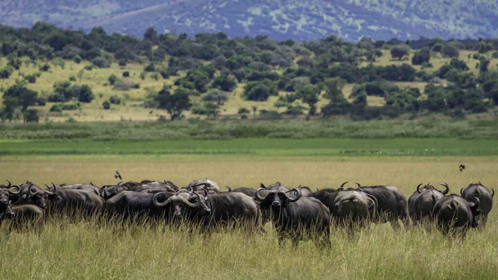 akagera-national-park