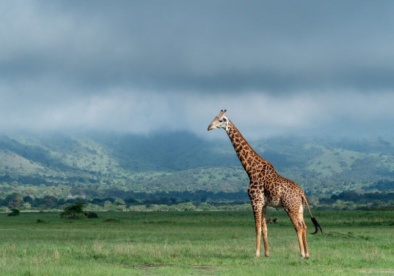 giraffe-in-akagera-national-park-rwanda