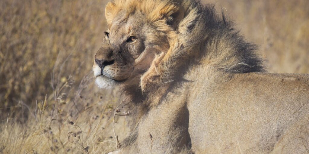 lion Etosha