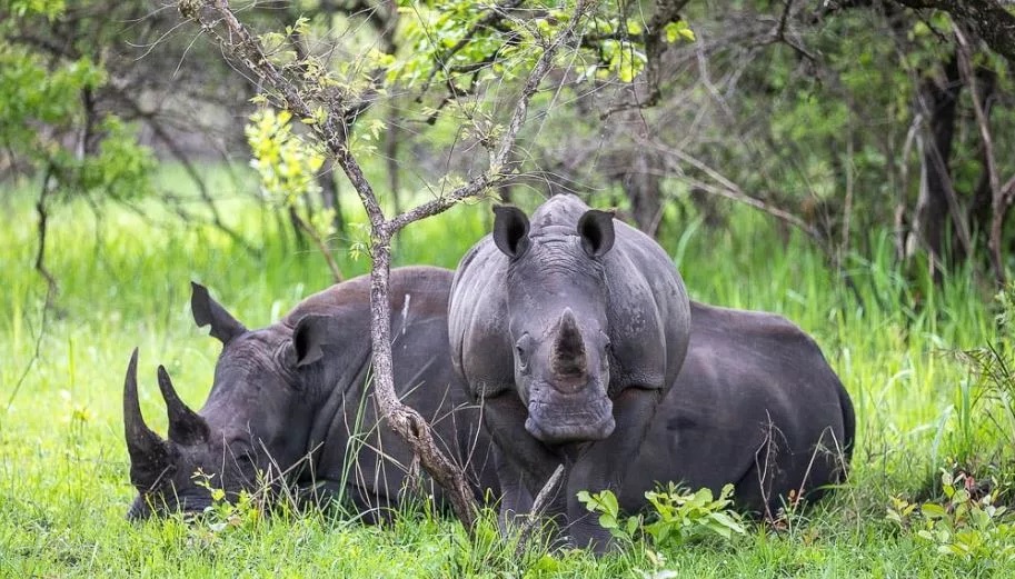 3-Day Uganda Safari to Murchison Falls and Ziwa Rhino Sanctuary