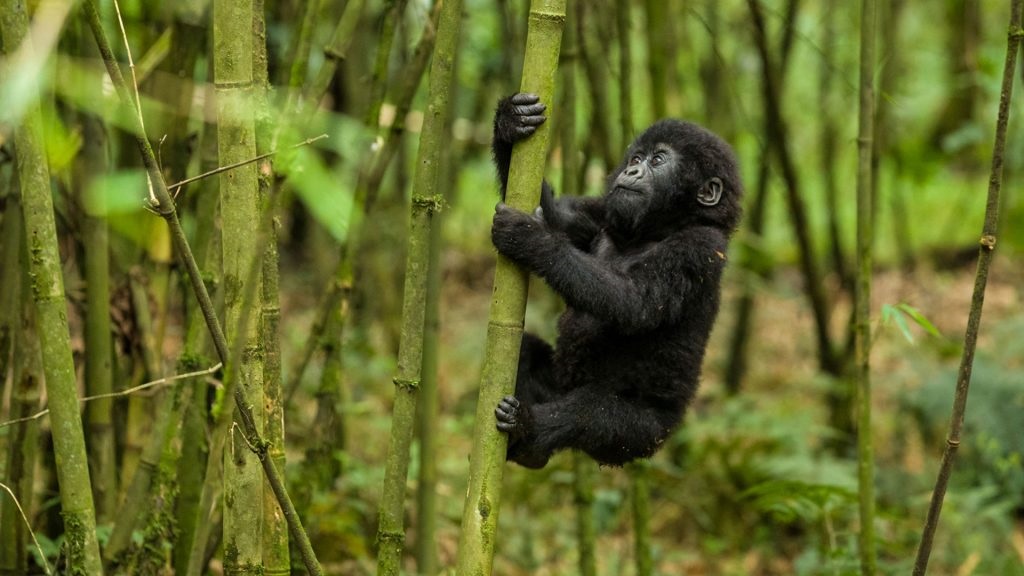 3 Day Uganda Tour of Mgahinga Gorillas and Volcanoes Golden Monkeys