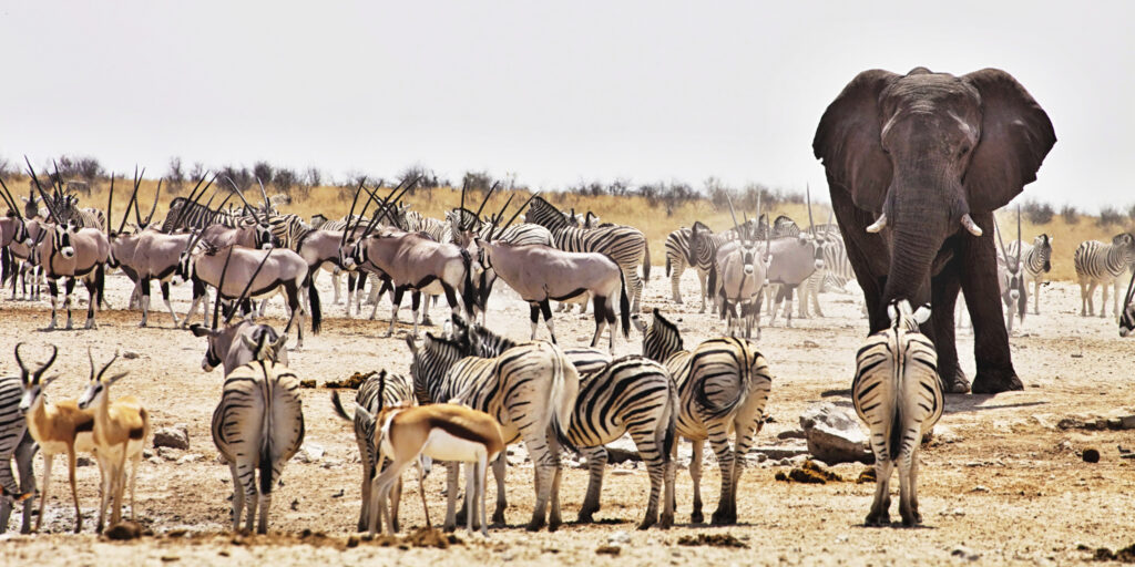 3 Days Best of Namibia Safari in Etosha National Park