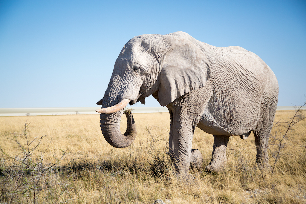 3 Days Namibia Budget Tour to Etosha National Park