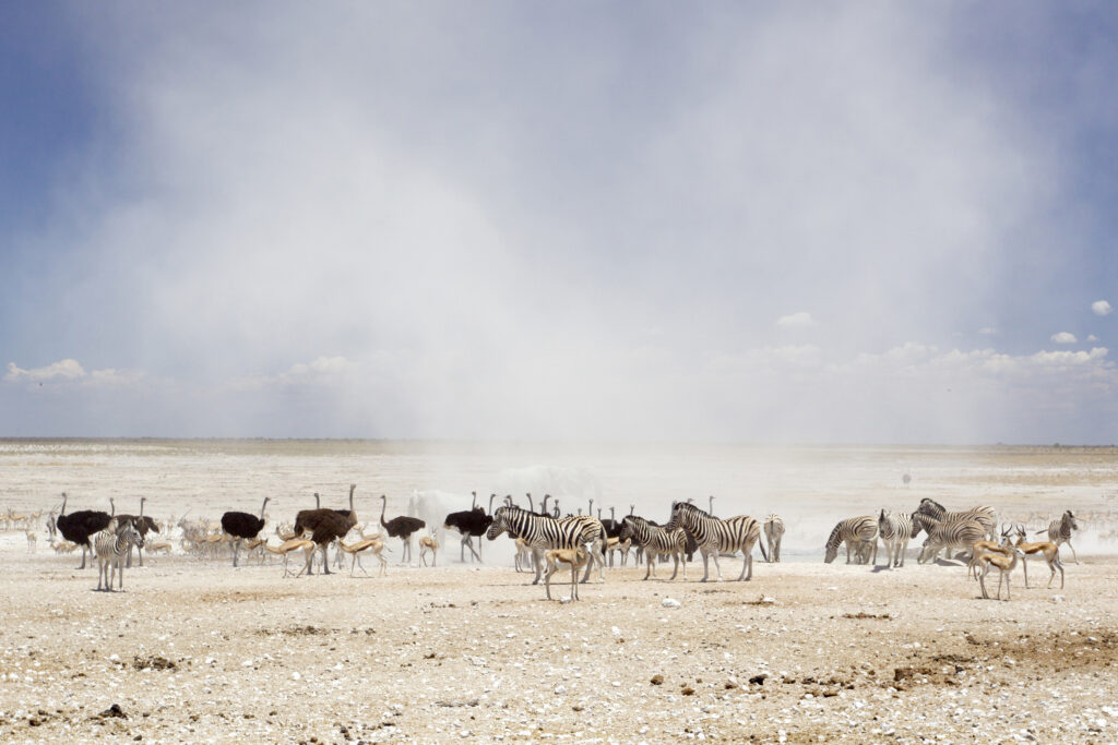 5 Days in Namibia to Etosha National Park