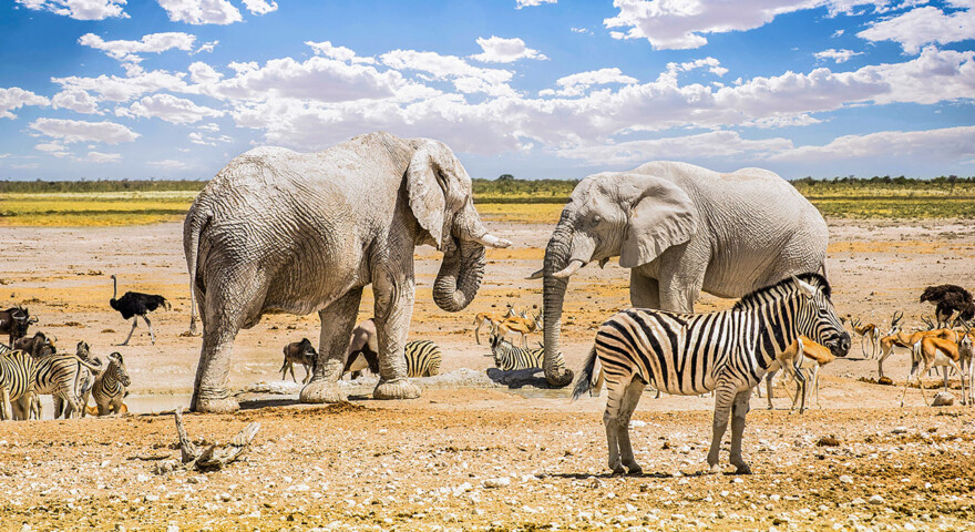 6 Days Namibia African Safari to Sossusvlei and Etosha