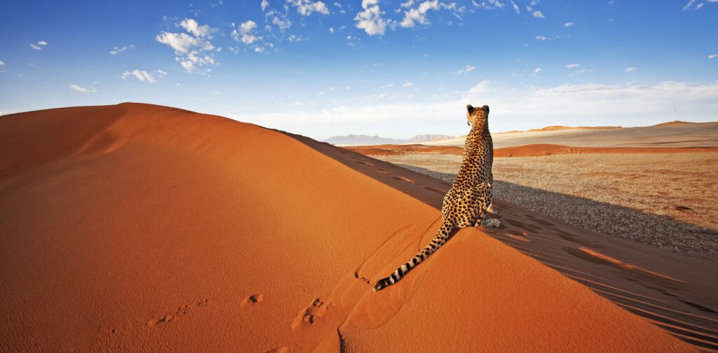7 Days Namibia Safari to Etosha, Sossusvlei and Swakopmund