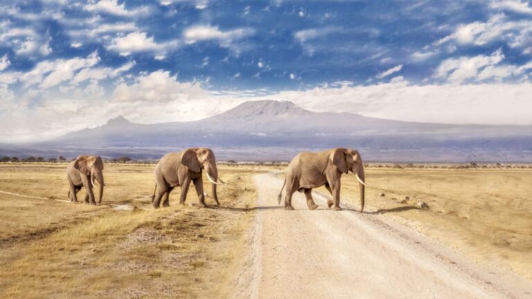 Amboseli-National-Park
