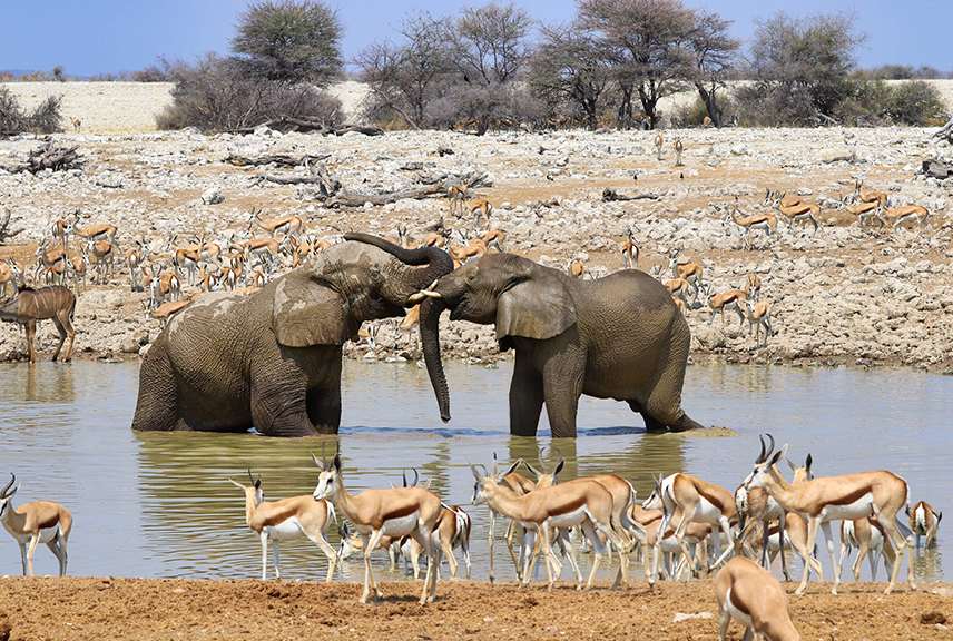 Elephants in Etosha