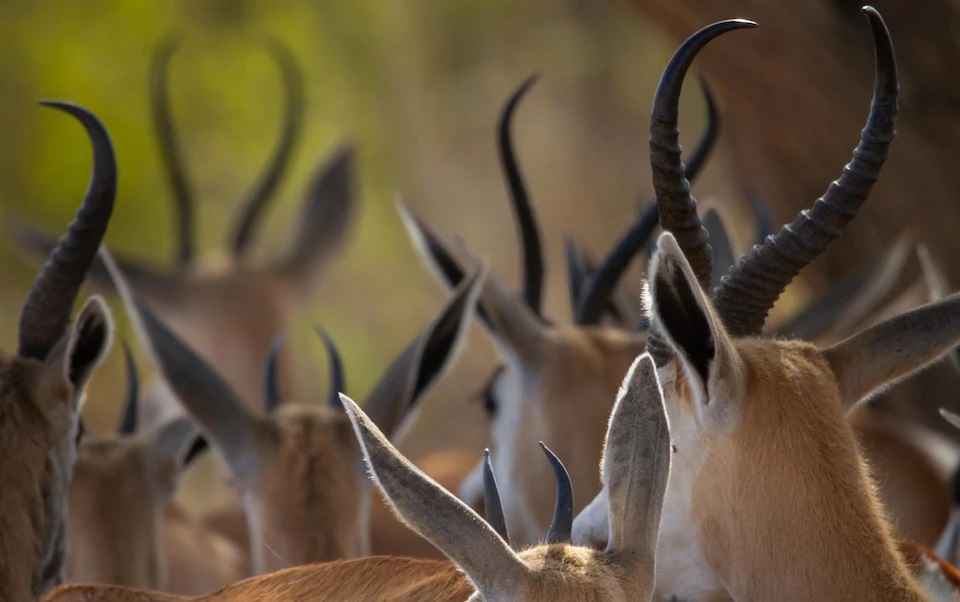 Etosha-National-Park-Namibia-safari