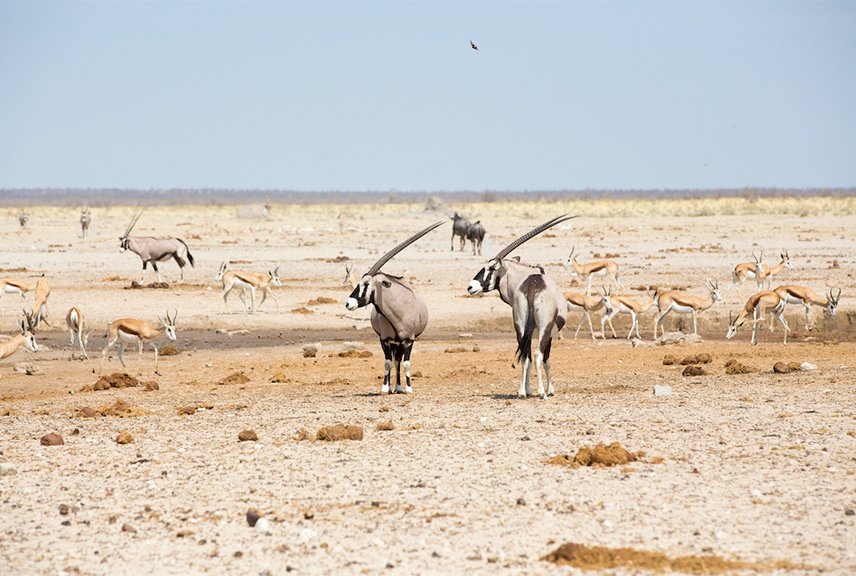 Etosha salt pan
