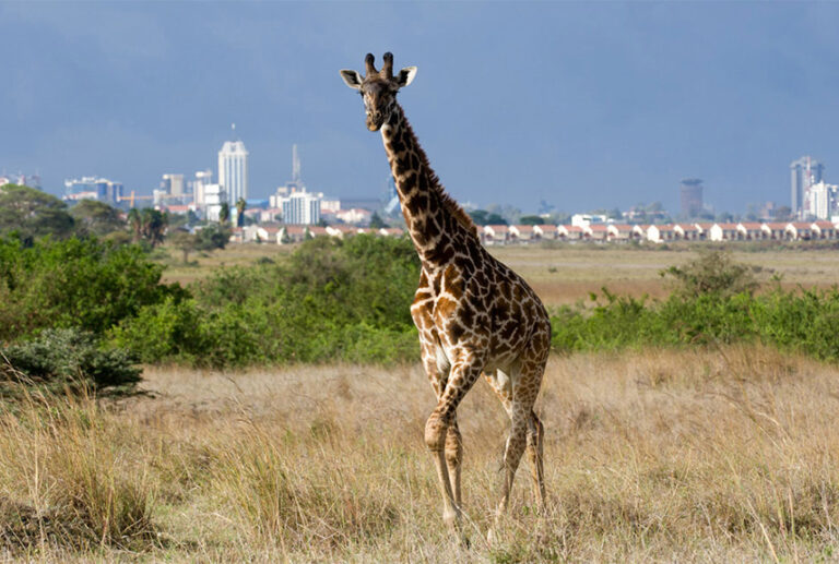 Nairobi NP