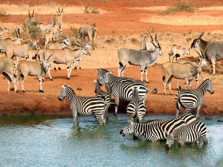 Wildlife-Tsavo-National-Park