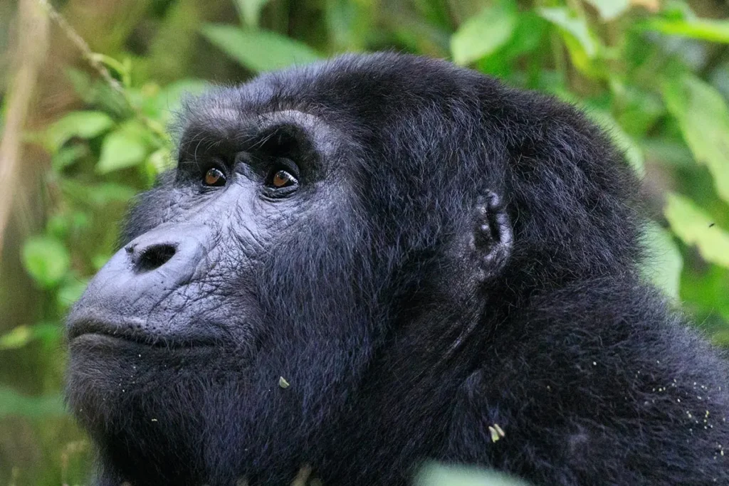 bwindi-forest_mountain-gorila