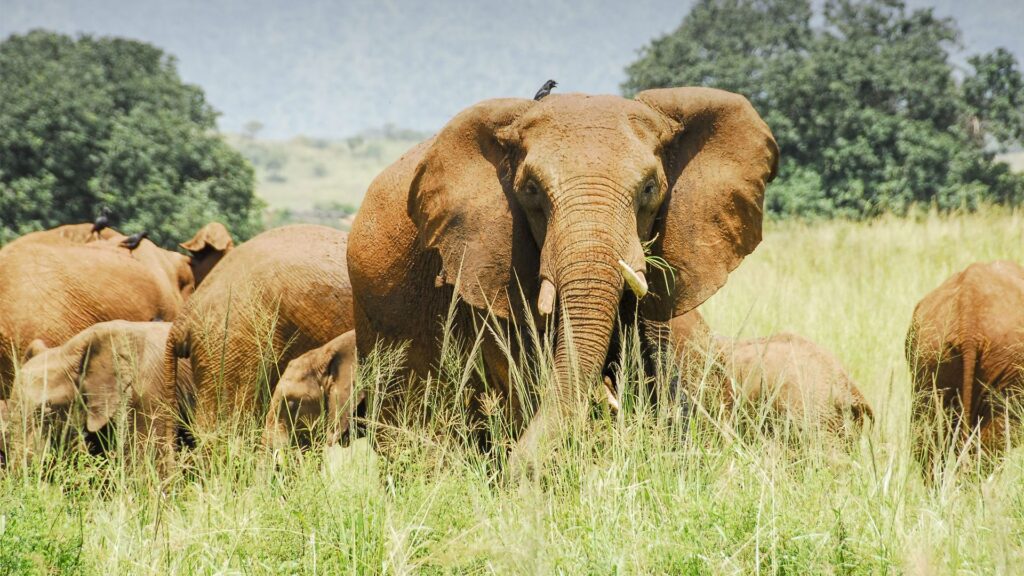 kidepo-valley-national-park-elephant-on-the-plains
