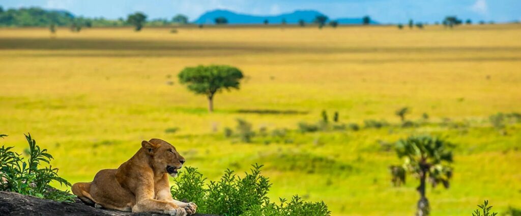 kidepo-valley-national-park-lion