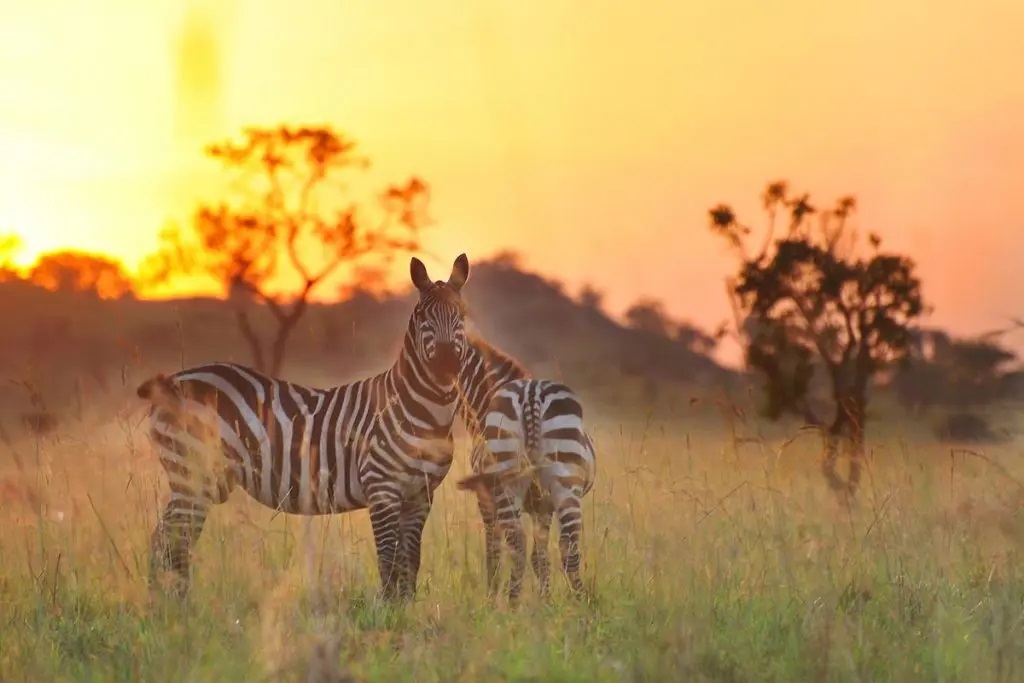 kidepo-valley-sunset-tour