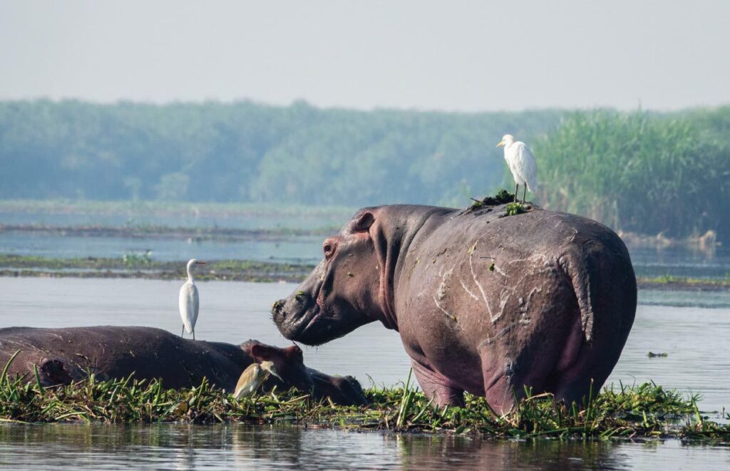 murchison-falls-national-park-hippos