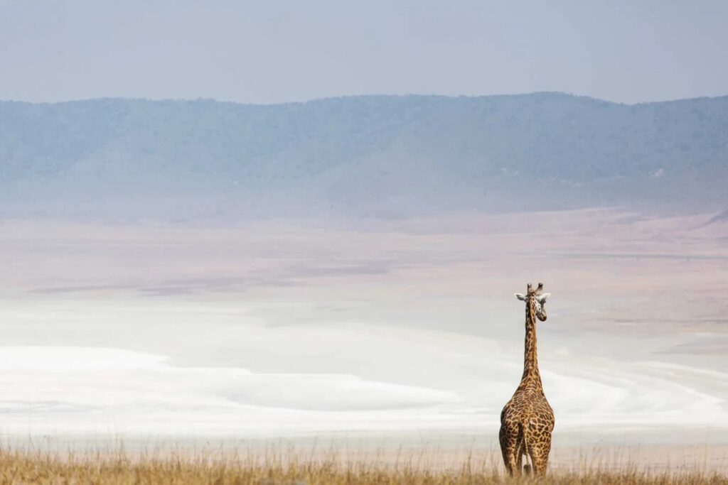 ngorongoro-Crater-tanzania-safari-giraffe