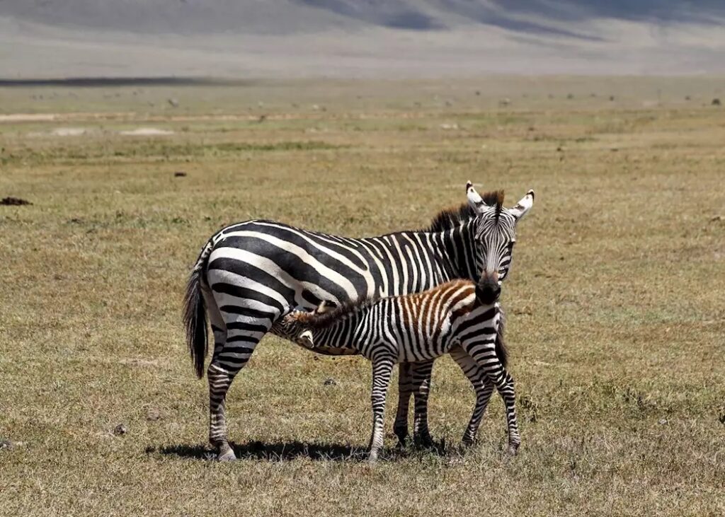 ngorongoro-crater-a-mother-and-baby-zebra