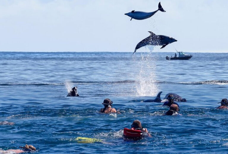 swimming with dolphins zanzibar